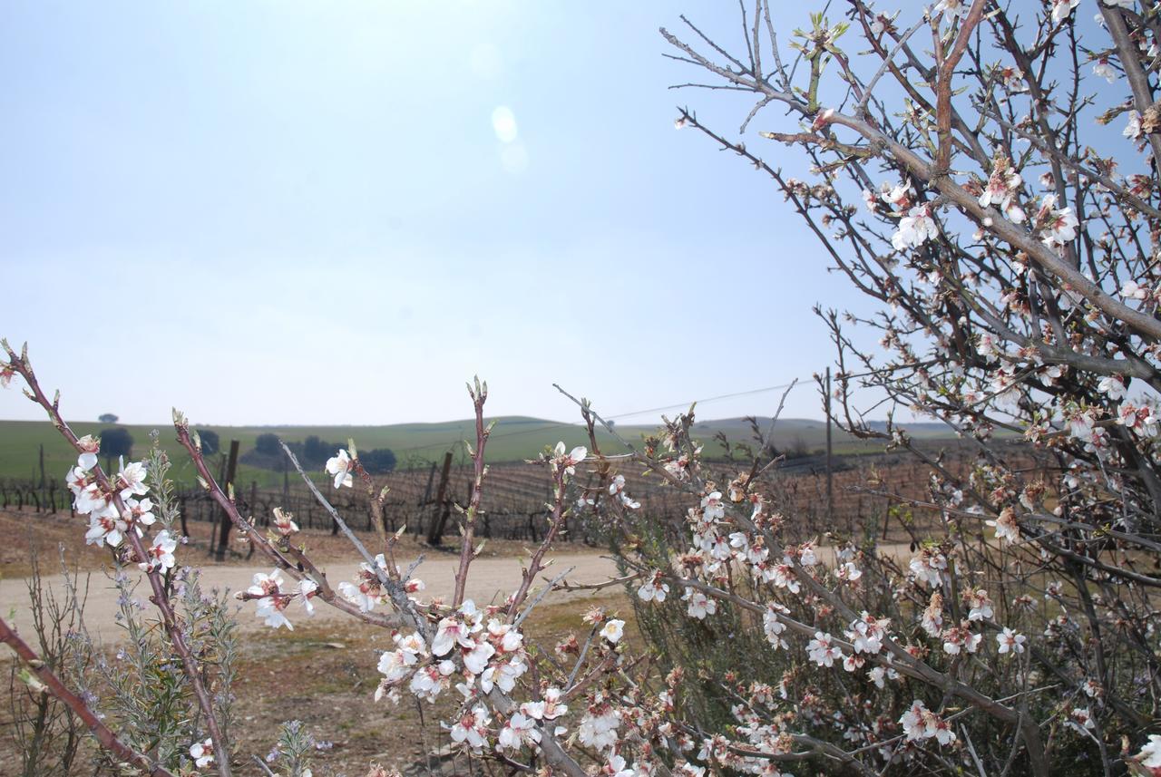 Casa Rural Teso De La Encina Villamor de los Escuderos Экстерьер фото